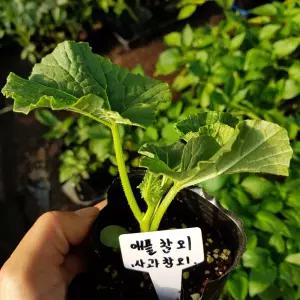 [모종모종]사과참외 모종 2주 (2주 1셋트)(애플참외) 1개 주문시 2주 발송합니다