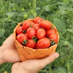 [미리내 농수산] 대추 방울토마토 혼합과 1kg 2kg (산지 당일수확)