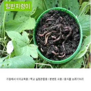 살아숨쉬는 일반지렁이(민물꽃지렁이) 청지렁이 말지렁이 산지렁이 낚시미끼 판매 여분흙 별도판매1kg 생물 학습용 실습용 파란낚시