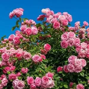 [같이가치농원]겹안젤라덩쿨 레오나르도다빈치 5주포트 넝쿨장미 개화주 묘목 노지월동 여름꽃 덩굴 장미