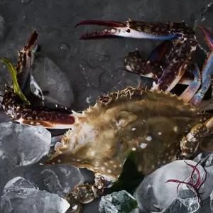 국내산 생물꽃게 3kg(9-15미) / 빙장포장