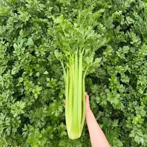 초록초록팜 신선 셀러리 5kg 아삭한 신선 채소 주스용 생즙 샐러드 당일수확 샐러리 산지직송 JW