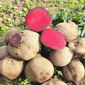[제주푸드마씸]이제주 화산토 레드비트 9kg (못난이)