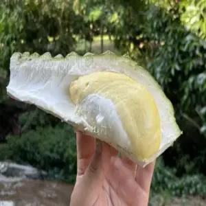 프루딧 몬통 생 통두리안 (태국산) 1~1.5kg(1~2수)