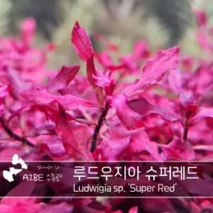[에이투비]이쁜 붉은수초/루드위지아 슈퍼레드 / 6촉