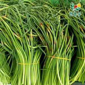 산지 국산 경북 창녕 의성 햇 마늘쫑 4kg