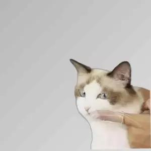 애견 구강관리 손가락 실리콘 칫솔 애완동물 치아관리