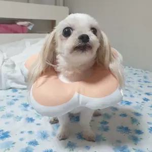 핑크 강아지 쿠션 고양이 꽃피는 넥카라