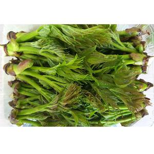 참두릅 옆순 1kg / 고산지대 산 야생 노지 봄 햇 참 두릅 나물
