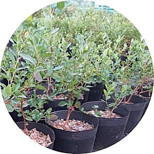 블루베리/넬슨/노스랜드/다로우/튜크/레카/시에라/블루드롭/3년생/묘목