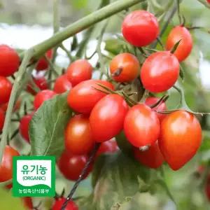 유기농 대추 방울토마토 2kg 대숲맑은 전남 담양군 농장 발송