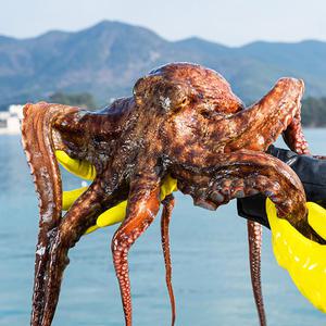 [대한민국농수산] 남해안 자연산 생물 돌문어 2kg