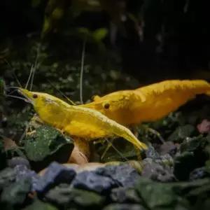[파란수족관]관상 새우, 금줄 노랭이 [5마리]