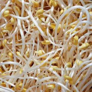 국내산 암반수 재배 무농약 콩나물 1kg