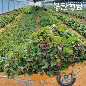 해남 자색고구마모종 1단 1.2kg