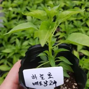 [모종모종]하늘고추 2주 모종(베트남고추)(작은컵)2개  (한개 구매하시면 2주 나갑니다 )
