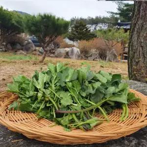 첩첩산중 어수리나물 1kg 강원도 정선 어수리 봄나물 산나물