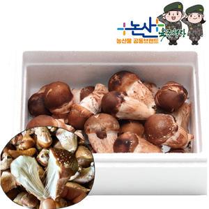무농약 인증 참송이버섯 가정용 / 1kg 당일수확