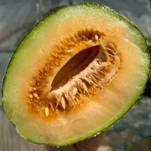 5kg 하미과메론 간식 메론 과일 메론 간식 하미과메론