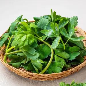 당일수확 해풍 맞은 방풍나물 1kg
