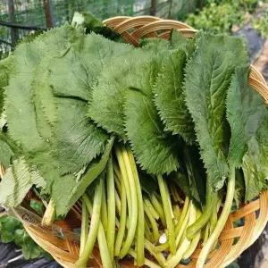 강원도 유기농 곰취 나물 1kg 생곰취 나물 강원도 취나물 생취나물 봄 나물 반찬 거리