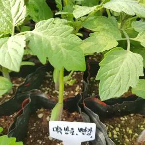 빨강대추방울 토마토 모종