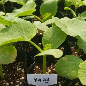 [모종모종]보우짱 모종(미니 단호박)희귀모종 판매합니다.(상품 소진시 종료합니다.)미니텃밭 최고의작물