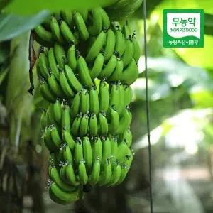 [친환경팔도][산지직송] 제주 김순일님의 무농약 바나나 5kg