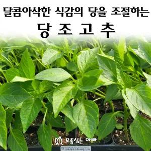 [모종심는아빠] 달콤아삭한 식감의 당을 조절하는 당조고추 모종