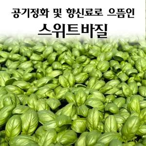 [모종심는아빠] 공기정화와 식용으로 인기 스위트바질 모종3포트