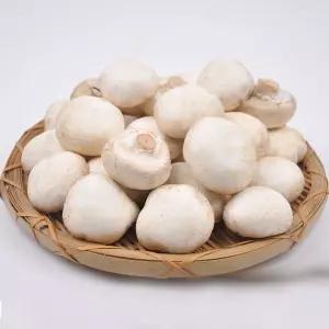 [산지직송] 양송이버섯 꼬다마 2kg /GAP 인증