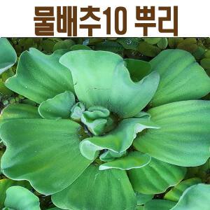 물배추와 수생식물
