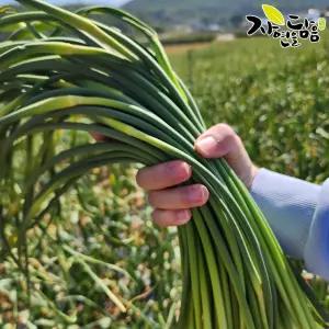 자연을담음 국내산 햇 대서 마늘쫑 3kg