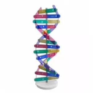 DNA 입체 모형 만들기 (10인용)