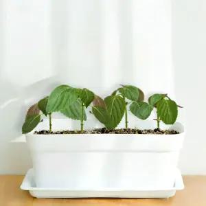 깻잎키우기 깻잎모종 집에서 식물키우기키트 베란다텃밭세트