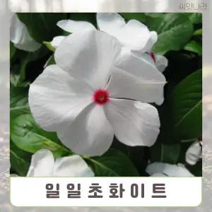 씨앗나라 (꽃씨) 일일초 화이트 씨앗 10립