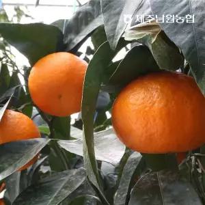 [NS홈쇼핑]제주남원농협 산지직송 봄에 먹는 귤 고당도 과즙 가득 카라향 2kg 로얄과..[35859207]