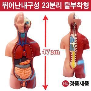 상반신모형 23분리해부모형 남녀공용 6001JP 아나토미 대형 사람인체구조 분리 간 위장 심장 생식기 자궁