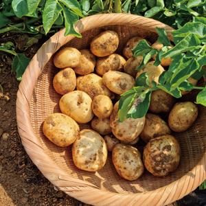 포슬포슬 맛있는 국내산 햇 수미 감자 (특) 3kg