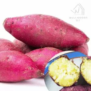 갤러리아 [웰굿] 퍽퍽한 진율미 밤고구마 5kg(상중,개당100-250g)
