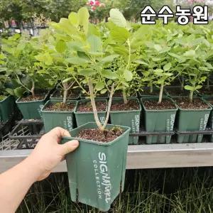 안개나무 묘목, 영레이디 15cm사각화분 1개/조경수