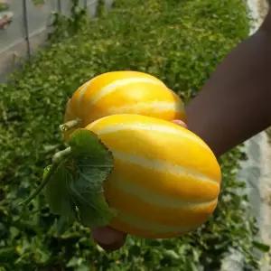 국내산 가정용 성주 참외 대과 3kg 6과 내외