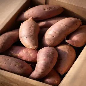 [해남미소] 해남농산물유통영농조합법인 25년산 비세척 꿀고구마 10kg