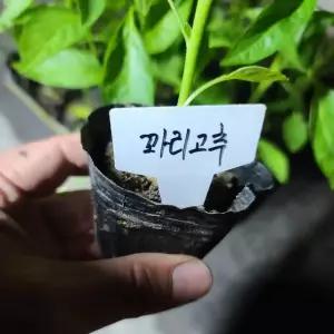 [모종모종]꽈리고추 (쭈글이고추)1개주문하시면 2개나갑니다 (2개묶음)