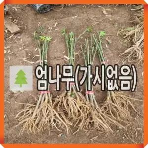 민엄나무 묘목 가시없음나무 삽목2년 2주묶음
