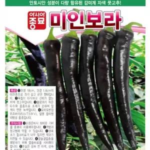 (10립) 고추씨앗 미인보라 종자/베란다/재배/모종/취미/초등/학교/체험/학습/자연/활동/어린이집/유치원