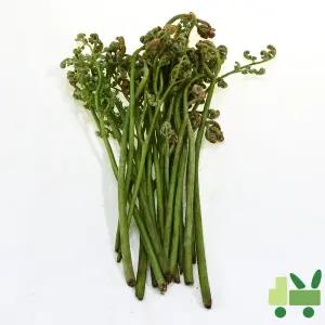 생고사리 8kg