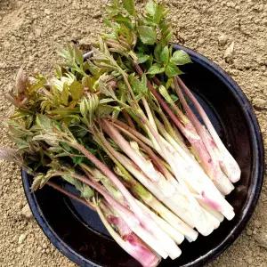 남해 제철 신선한 땅두릅 1kg