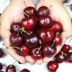 프리미엄 수입 생 체리 왕체리 800g 1.6kg