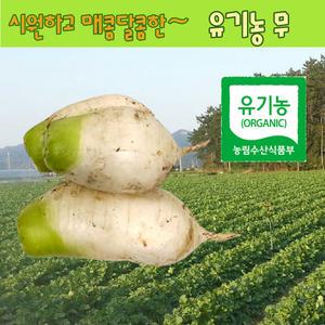 유기농 무 무말랭이  무청 시래기 무말랭이차 무차